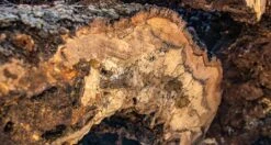 Senzo Dawn Limited Edition Gyuto SG2 Damascus 200mm (7.9") -Sharpedge Shop SenzoDawnLimitedEdition 180107071566 180103111565 19 65deb588 5cda 4390 add4 5aac41cb6963