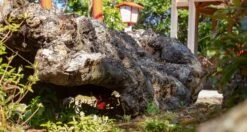 Senzo Dawn Limited Edition Gyuto SG2 Damascus 200mm (7.9") -Sharpedge Shop SenzoDawnLimitedEdition 180107071566 180103111565 20 c5f8f69b b884 4139 a946 4c5e91614578