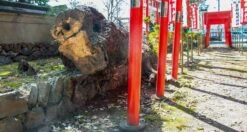 Senzo Dawn Limited Edition Petty SG2 Damascus 150mm (5.9") -Sharpedge Shop SenzoDawnLimitedEdition 180107071566 180103111565 24